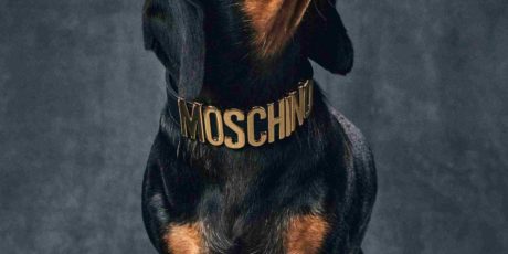 introducing-moschinos-new-pet-project